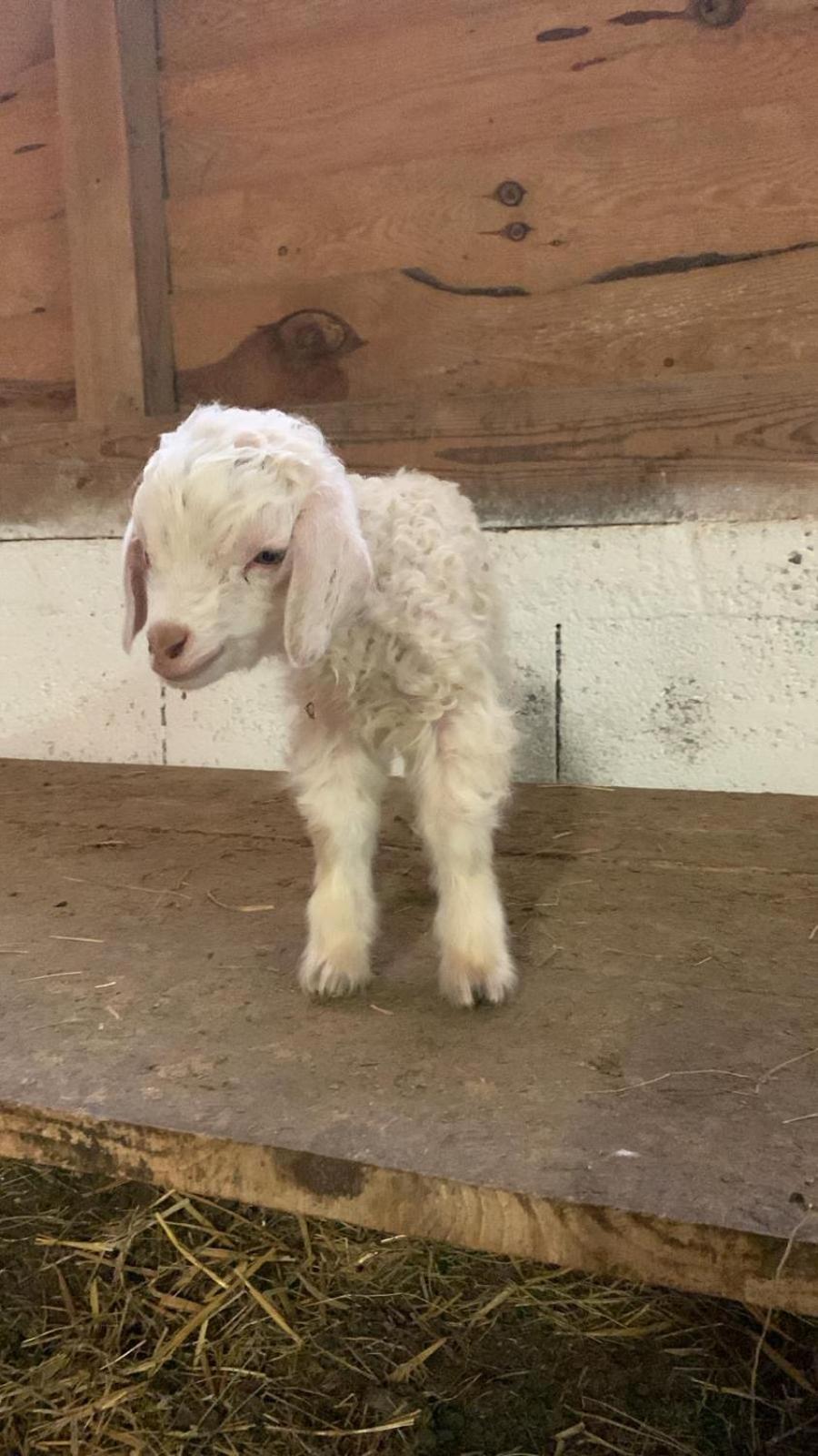 Au Mohair Des Alpy Fougax-et-Barrineuf Dış mekan fotoğraf